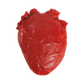 Vital organ Heart Squishy