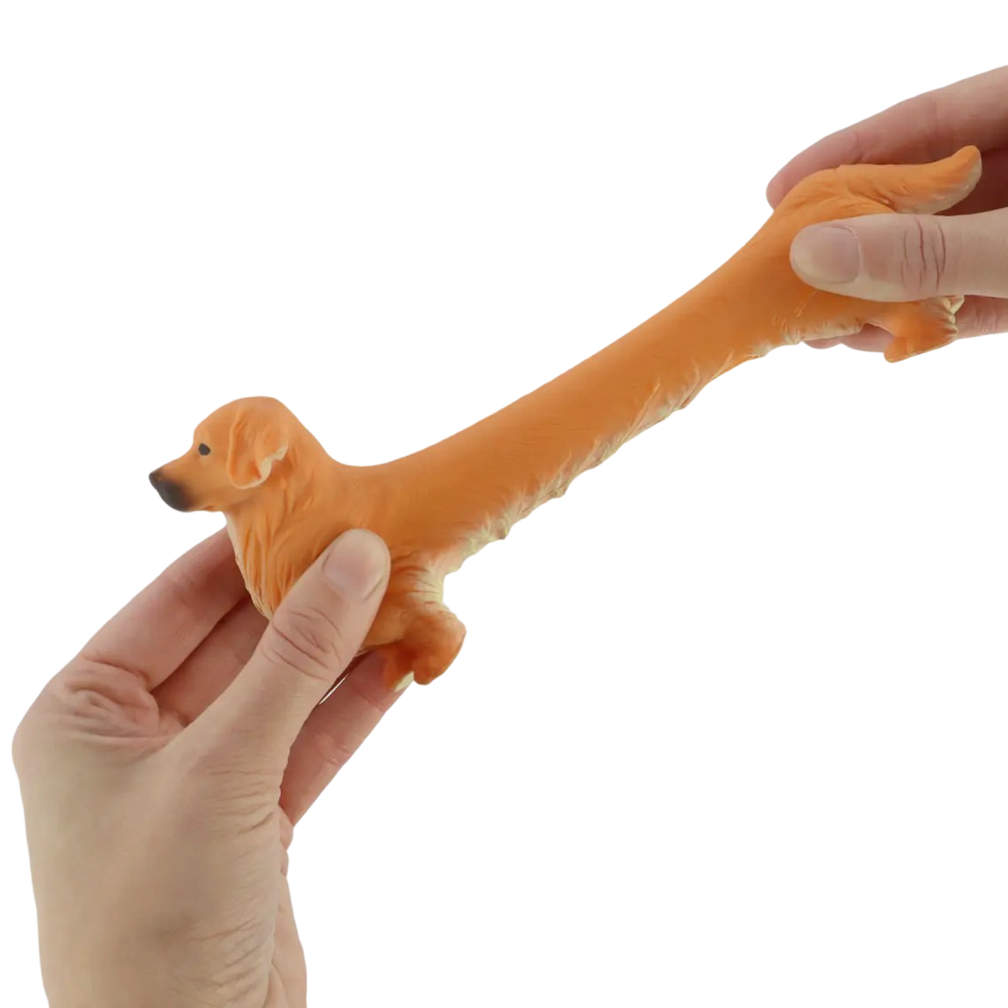 Stretchy Golden Retriever