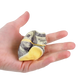 Money Slow Rise